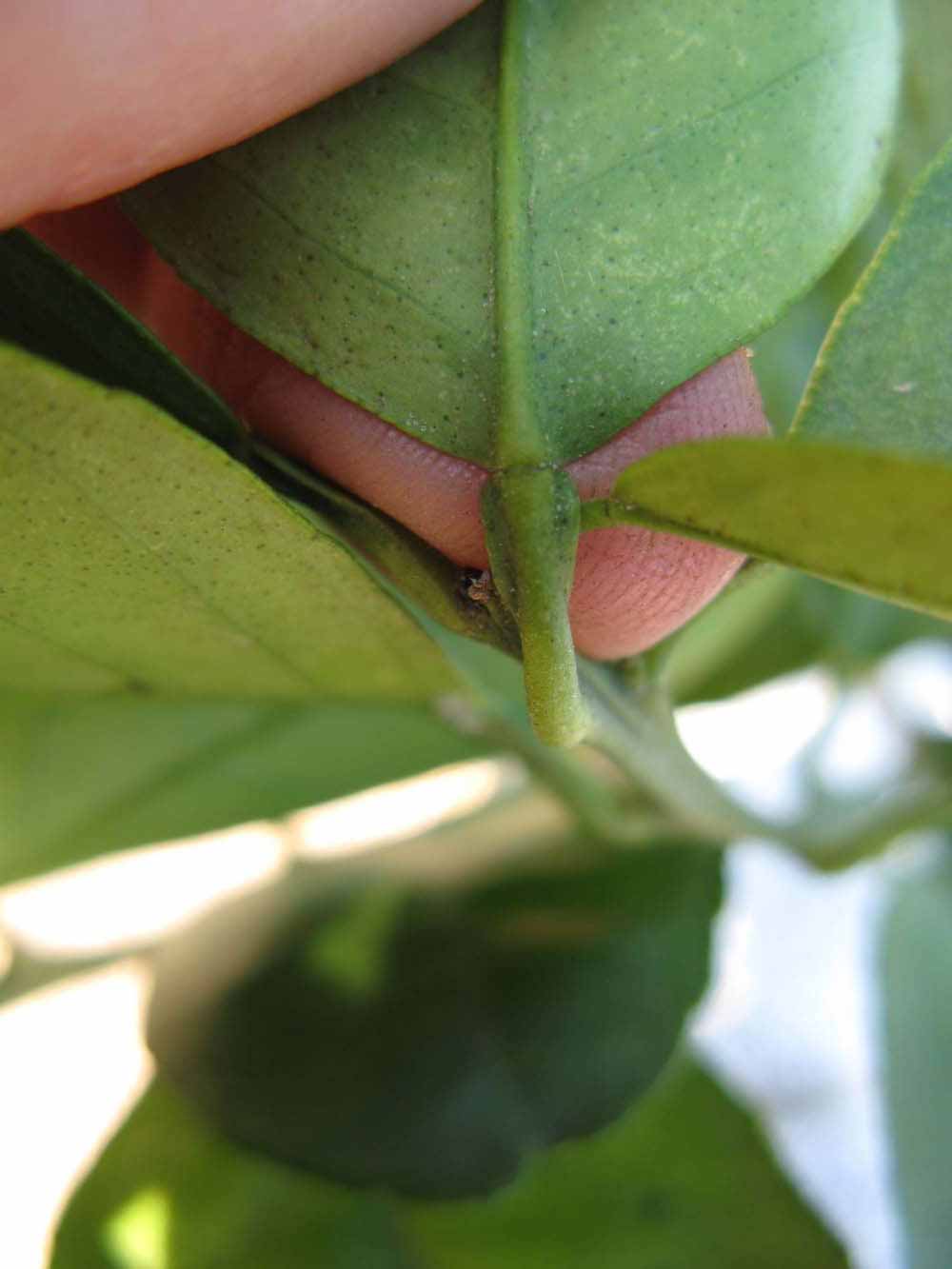              Petiole (Winter Haven, FL)       